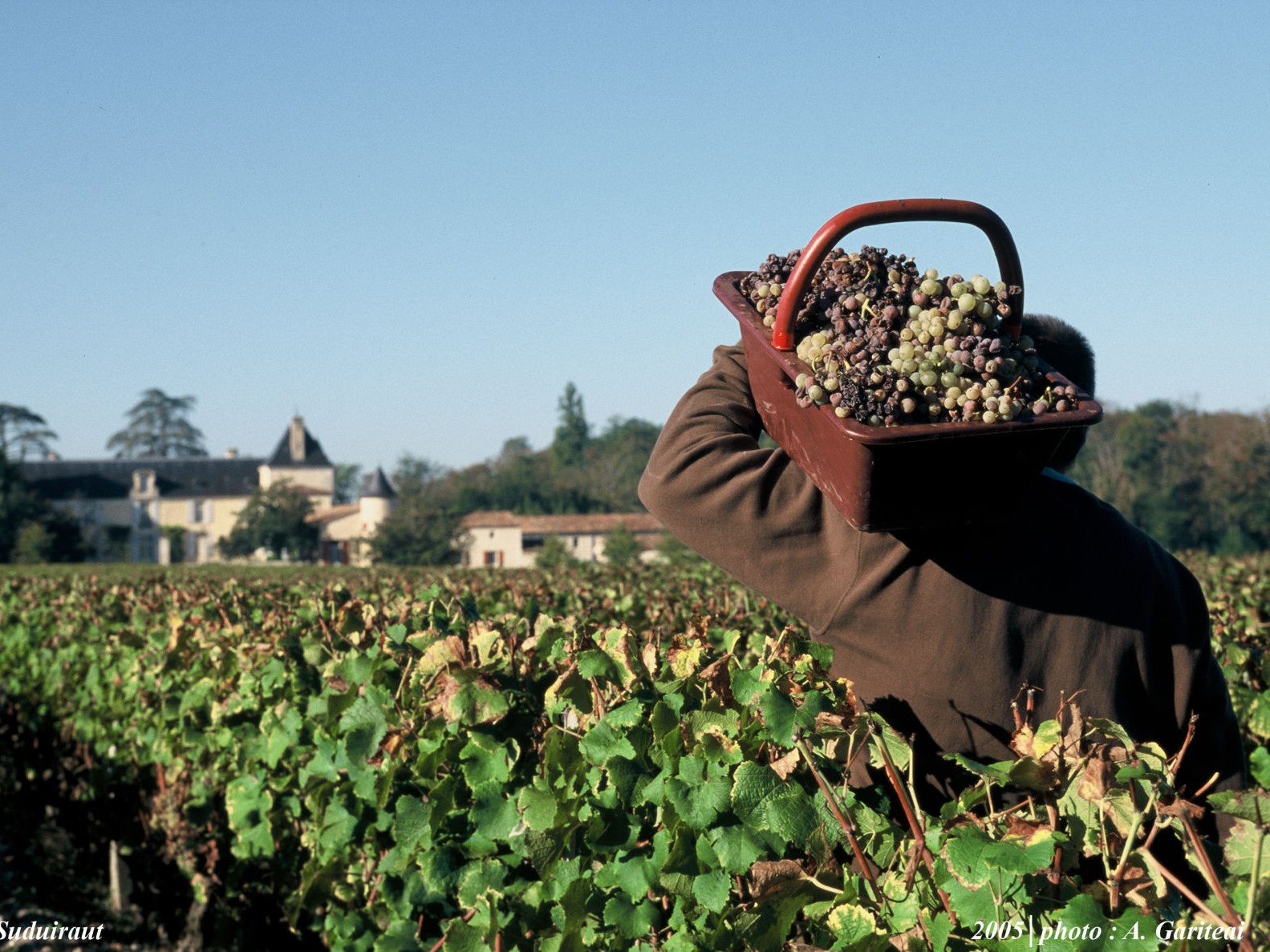 Link to bordeaux tailor-made wine tour prestige tour